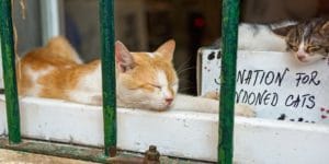 Cats sleeping in window next to a sign asking for donations for abandoned cats